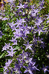Italian Bellflower (Campanula garganica) at Lakeshore Garden Centres