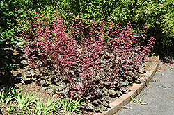 Swirling Fantasy Coral Bells (Heuchera 'Swirling Fantasy') at Lakeshore Garden Centres
