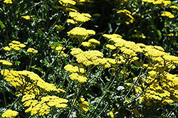 Moonshine Yarrow (Achillea 'Moonshine') at Peter Knippel Garden Centre