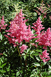 Bremen Astilbe (Astilbe japonica 'Bremen') at Lakeshore Garden Centres