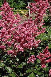 Rheinland Astilbe (Astilbe japonica 'Rheinland') at Peter Knippel Garden Centre