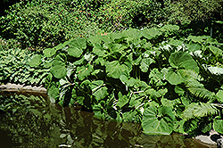 Giant Japanese Butterbur (Petasites japonicus 'var. giganteus') at Lakeshore Garden Centres