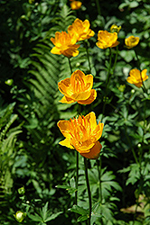 Golden Queen Globeflower (Trollius chinensis 'Golden Queen') at Peter Knippel Garden Centre