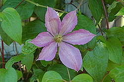 Madame Baron Veillard Clematis (Clematis 'Madame Baron Veillard') at Lakeshore Garden Centres