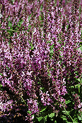 Rose Queen Sage (Salvia nemorosa 'Rose Queen') at Lakeshore Garden Centres