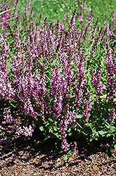 Rose Queen Sage (Salvia nemorosa 'Rose Queen') at Lakeshore Garden Centres