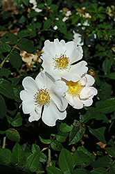 Macrantha Dog Rose (Rosa macrantha) at Lakeshore Garden Centres