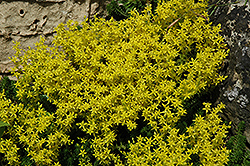 Golden Moss Stonecrop (Sedum acre) at Lakeshore Garden Centres