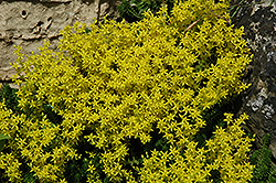 Golden Moss Stonecrop (Sedum acre) at The Mustard Seed
