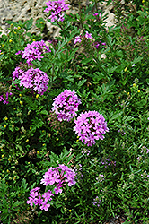 Rose Vervain (Verbena canadensis) at Lakeshore Garden Centres