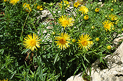 Swordleaf Inula (Inula ensifolia) at Lakeshore Garden Centres
