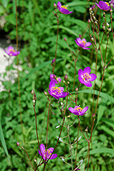 Largeflower Fameflower (Talinum calycinum) at Lakeshore Garden Centres