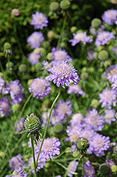 Blue Mist Pincushion Flower (Scabiosa 'Blue Mist') at Lakeshore Garden Centres