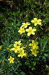 Dwarf Perennial Flax (Linum flavum 'Compactum') at Lakeshore Garden Centres