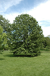 Northern Pin Oak (Quercus ellipsoidalis) at The Mustard Seed
