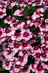 Corona Cherry Magic Pinks (Dianthus x hybrida 'Corona Cherry Magic') at Lakeshore Garden Centres