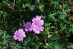 Allan Bloom Cranesbill (Geranium 'Allan Bloom') at Lakeshore Garden Centres