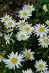 Angel Shasta Daisy (Leucanthemum x superbum 'Angel') at Lakeshore Garden Centres