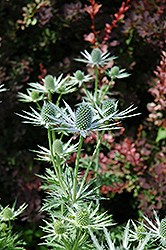 Miss Willmott's Ghost (Eryngium giganteum) at Lakeshore Garden Centres