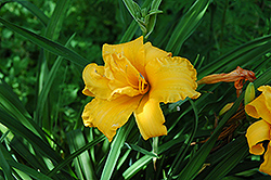 Lady Florence Daylily (Hemerocallis 'Lady Florence') at Lakeshore Garden Centres