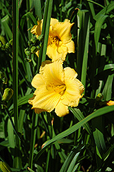 Lady Jackie Daylily (Hemerocallis 'Lady Jackie') at Lakeshore Garden Centres