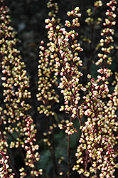 Pink Pearls Foamflower (Tiarella 'Pink Pearls') at Lakeshore Garden Centres