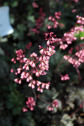 Raspberry Ice Coral Bells (Heuchera 'Raspberry Ice') at Golden Acre Home & Garden