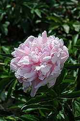 Martha Bullock Peony (Paeonia 'Martha Bullock') at Lakeshore Garden Centres
