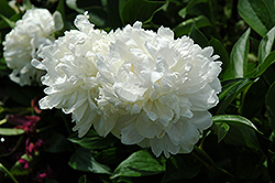 Baroness Schroeder Peony (Paeonia 'Baroness Schroeder') at Lakeshore Garden Centres