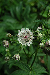 Great Masterwort (Astrantia major) at Lakeshore Garden Centres