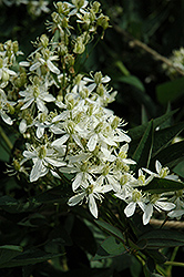 Ground Clematis (Clematis recta) at Lakeshore Garden Centres