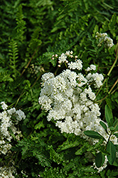 Double Dropwort (Filipendula vulgaris 'Flore Plena') at Lakeshore Garden Centres