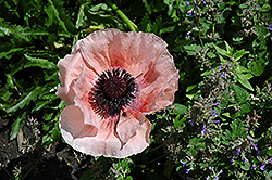 Watermelon Poppy (Papaver orientale 'Watermelon') at Lakeshore Garden Centres