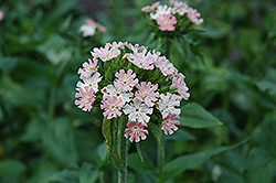 Dusky Salmon Maltese Cross (Lychnis chalcedonica 'Dusky Salmon') at Lakeshore Garden Centres