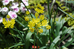 Golden Garlic (Allium moly luteum) at Lakeshore Garden Centres