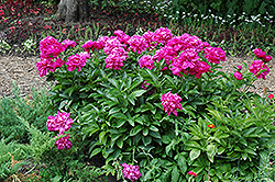 Music Man Peony (Paeonia 'Music Man') at Lakeshore Garden Centres
