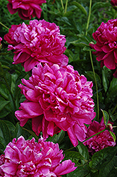 Music Man Peony (Paeonia 'Music Man') at Lakeshore Garden Centres