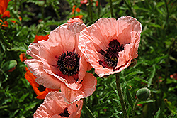 Little Dancing Girl Poppy (Papaver orientale 'Little Dancing Girl') at Lakeshore Garden Centres