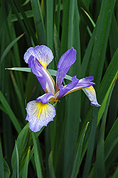 Blue Flag Iris (Iris versicolor) at Green Thumb Garden Centre
