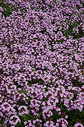 Red Creeping Thyme (Thymus praecox 'Coccineus') at Mainescape Nursery