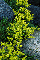 Six Row Stonecrop (Sedum sexangulare) at Mainescape Nursery