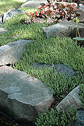 Six Row Stonecrop (Sedum sexangulare) at Peter Knippel Garden Centre