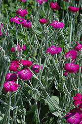 Rose Campion (Lychnis coronaria) at Green Thumb Garden Centre