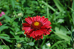 Burgundy Blanket Flower (Gaillardia x grandiflora 'Burgundy') at Lakeshore Garden Centres