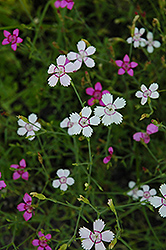 White Maiden Pinks (Dianthus deltoides 'Alba') at Lakeshore Garden Centres
