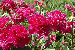 Inspecteur Lavergne Peony (Paeonia 'Inspecteur Lavergne') at Lakeshore Garden Centres