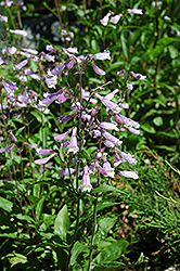 Calico Beardtongue (Penstemon calycosus) at Lakeshore Garden Centres