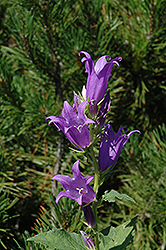Spotted Bellflower (Campanula punctata) at Lakeshore Garden Centres