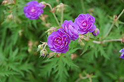 Double Cranesbill (Geranium himalayense 'Plenum') at Lakeshore Garden Centres