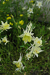 McKana Yellow Columbine (Aquilegia 'McKana Yellow') at Lakeshore Garden Centres
